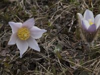 Pulsatilla vernalis 13, Saxifraga-Willem van Kruijsbergen