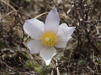 Pulsatilla vernalis 14, Saxifraga-Willem van Kruijsbergen