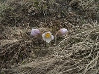 Pulsatilla vernalis 15, Saxifraga-Annemiek Bouwman