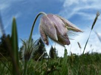 Pulsatilla vernalis 17, Saxifraga-Simone van Velzen