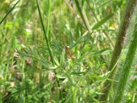 Pulsatilla vernalis 18, Saxifraga-Rutger Barendse