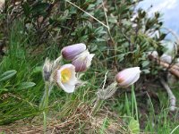 Pulsatilla vernalis 2, Saxifraga-Jeroen Willemsen