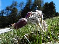 Pulsatilla vernalis 21, Saxifraga-Rutger Barendse