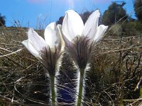 Pulsatilla vernalis 23, Saxifraga-Rutger Barendse