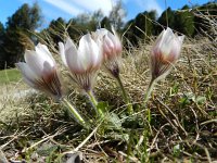 Pulsatilla vernalis 24, Saxifraga-Rutger Barendse