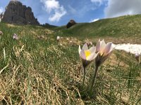 Pulsatilla vernalis 25, Saxifraga-Harry Jans