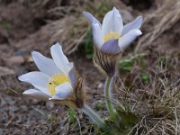 Pulsatilla vernalis 27, Saxifraga-Harry Jans