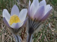 Pulsatilla vernalis 29, Saxifraga-Harry Jans