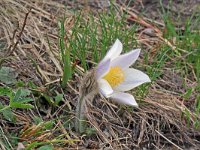 Pulsatilla vernalis 3, Saxifraga-Jeroen Willemsen