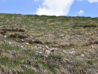 Pulsatilla vernalis 33, habitat, Saxifraga-Harry Jans