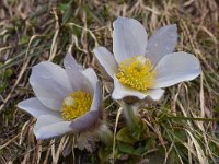 Pulsatilla vernalis 34, Saxifraga-Harry Jans