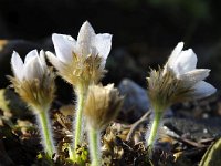 Pulsatilla vernalis 38, Saxifraga-Luuk Vermeer