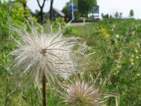 Pulsatilla vernalis 4, Saxifraga-Rutger Barendse