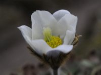 Pulsatilla vernalis 40, Saxifraga-Luuk Vermeer