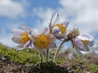 Pulsatilla vernalis 42, Saxifraga-Luuk Vermeer