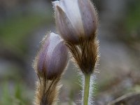 Pulsatilla vernalis 48, Saxifraga-Luuk Vermeer