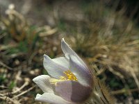 Pulsatilla vernalis 72, Saxifraga-Jan van der Straaten