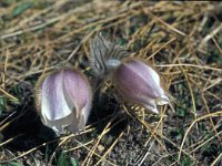 Pulsatilla vernalis 73, Saxifraga-Jan van der Straaten