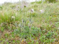 Pulsatilla vulgaris 16, Wildemanskruid, Saxifraga-Rutger Barendse