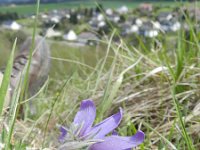 Pulsatilla vulgaris 23, Wildemanskruid, Saxifraga-Rutger Barendse