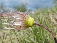 Pulsatilla vulgaris 26, Wildemanskruid, Saxifraga-Rutger Barendse