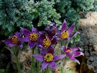 Pulsatilla vulgaris 3, Wildemanskruid, Saxifraga-Willem van Kruijsbergen