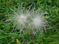 Pulsatilla vulgaris 30, Wildemanskruid, Saxifraga-Ed Stikvoort