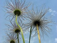 Pulsatilla vulgaris 33, Wildemanskruid, Saxifraga-Ed Stikvoort