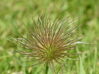 Pulsatilla vulgaris 40, Wildemanskruid, Saxifraga-Sonja Bouwman  851. Wildemanskruid - Pulsatilla vulgaris - Ranunculaceae familie (uitgestorven)