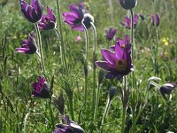 Pulsatilla vulgaris 8, Wildemanskruid, Saxifraga-Dirk Hilbers