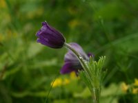 pulsatilla vulgaris 17, Wildemanskruid, Saxifraga-Dirk Hilbers