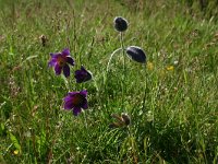 pulsatilla vulgaris 18, Wildemanskruid, Saxifraga-Dirk Hilbers