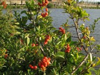 Pyracantha coccinea 3, Vuurdoorn, Saxifraga-Rutger Barendse