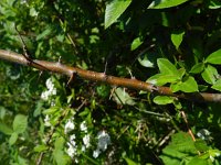 Pyracantha coccinea 5, Vuurdoorn, Saxifraga-Rutger Barendse