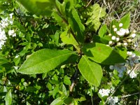 Pyracantha coccinea 7, Vuurdoorn, Saxifraga-Rutger Barendse