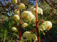 Pyrola chlorantha 17, Groenbloemig wintergroen, Saxifraga-Ed Stikvoort