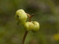 Pyrola chlorantha 3, Groenbloemig wintergroen, Saxifraga-Marijke Verhagen