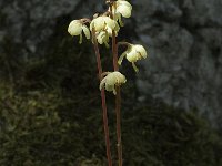 Pyrola chlorantha 5, Groenbloemig wintergroen, Saxifraga-Marijke Verhagen