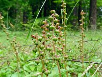 Pyrola media 10, Saxifraga-Hans Grotenhuis