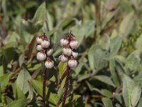 Pyrola media 2, Saxifraga-Jan van der Straaten