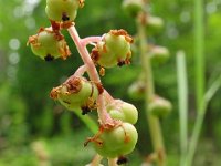 Pyrola media 8, Saxifraga-Hans Grotenhuis