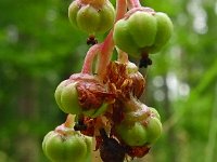 Pyrola media 9, Saxifraga-Hans Grotenhuis