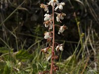 Pyrola minor 11, Klein wintergroen, Saxifraga-Jan van der Straaten