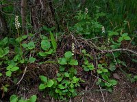 Pyrola minor 18, Klein wintergroen, Saxifraga-Ed Stikvoort