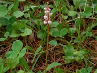 Pyrola minor 20, Klein wintergroen, Saxifraga-Ed Stikvoort