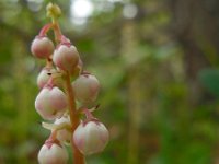 Pyrola minor 21, Klein wintergroen, Saxifraga-Ed Stikvoort