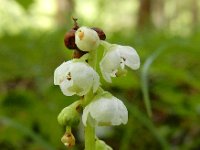 Pyrola minor 26, Klein wintergroen, Saxifraga-Ed Stikvoort