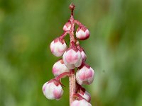 Pyrola minor 32, Klein wintergroen, Saxifraga-Sonja Bouwman  948. Klein wintergroen - Pyrola minor - Ericaceae familie (i) Lauwersoog