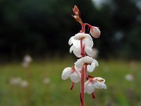 Pyrola rotundifolia 15, Rond wintergroen, Saxifraga-Ed Stikvoort