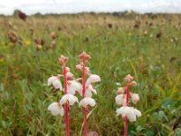 Pyrola rotundifolia 19, Rond wintergroen, Saxifraga-Ed Stikvoort